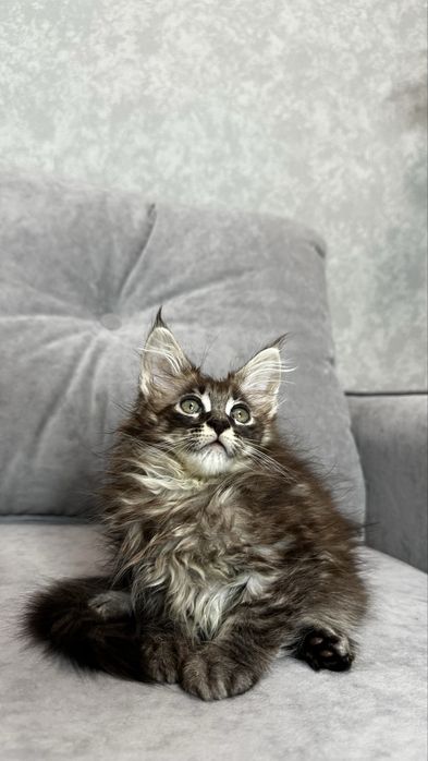 Дівчинка мейнкун чорний мармур на сріблі