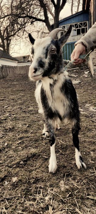 Продам козу ,козенят.