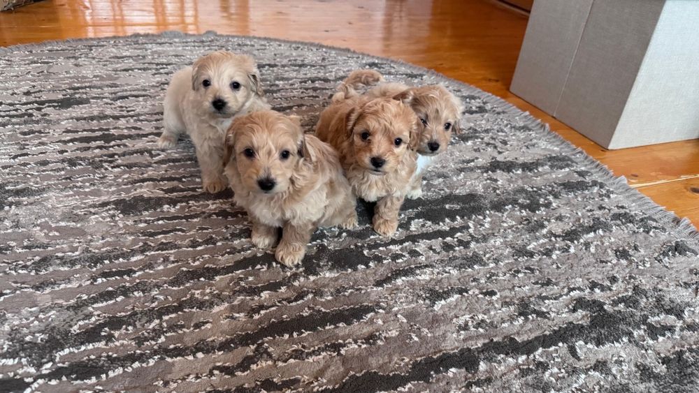 Мальтіпу,гарних,веселих