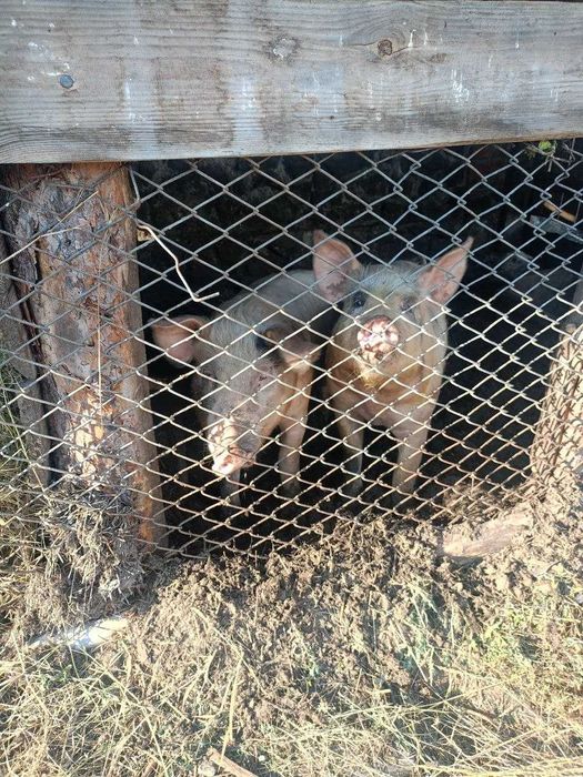 Продаю свиней у Вінниці