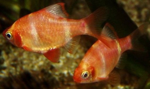 GB Brzanka Sumatrzańska Albinos