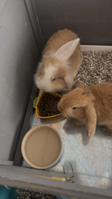 Dou coelhos mini lop