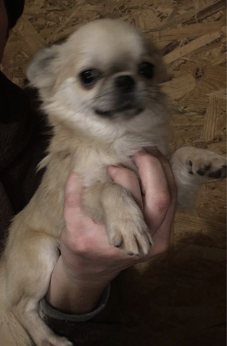 Радость в дваш дом)