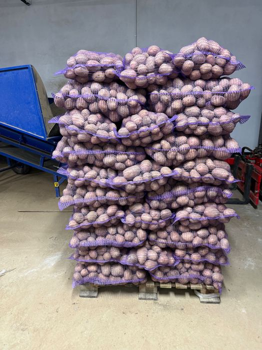 Sprzedam ziemniaki bellarosa grube 560 worków