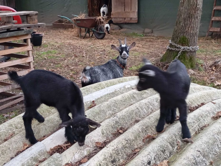 Cabritinhas amas mochas