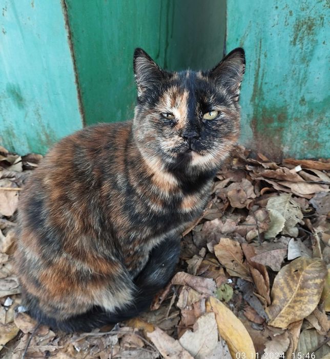 Черепаховая кошка Матильда ищет хозяев