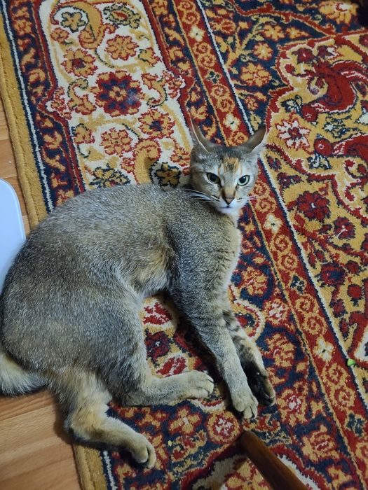 Кошка Абиссинская