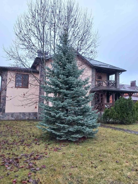 Блакитна ялинка