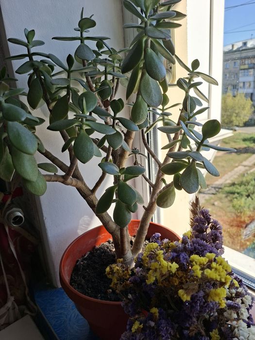 Рослина денежное дерево толстянка