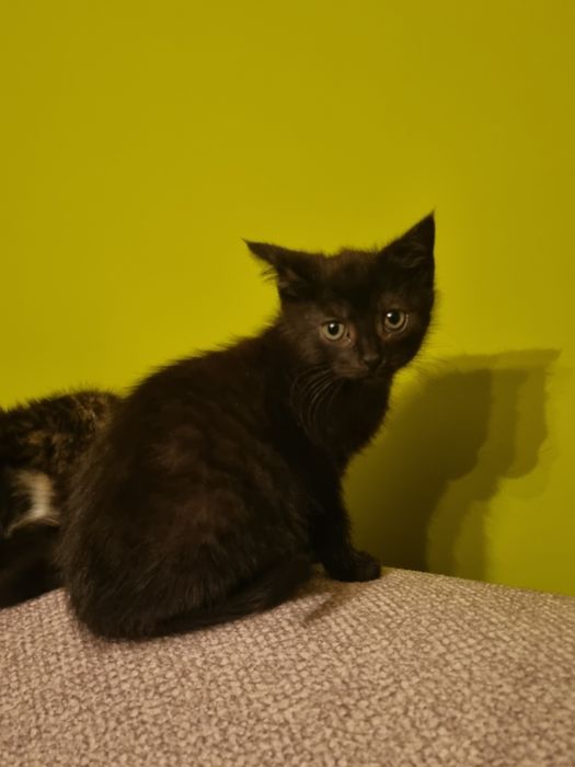 Oddam kotki w dobre ręce