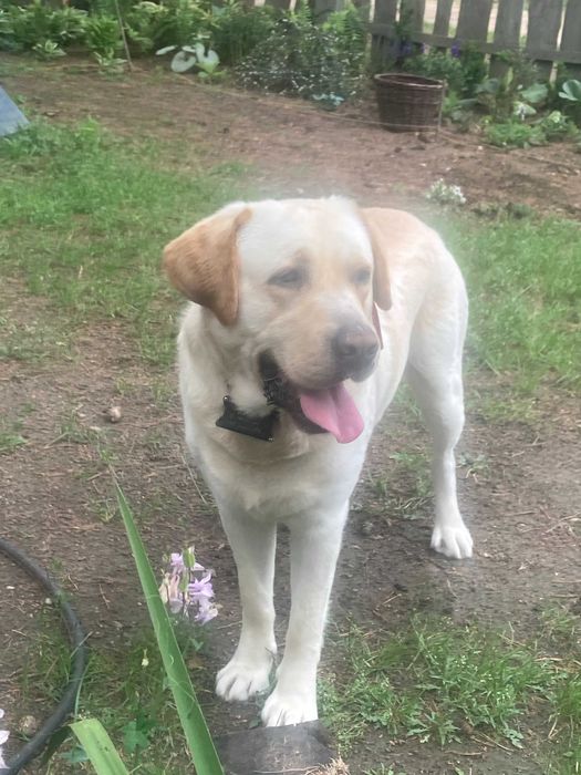 Nemo - uroczy labrador- oddam w dobre ręce