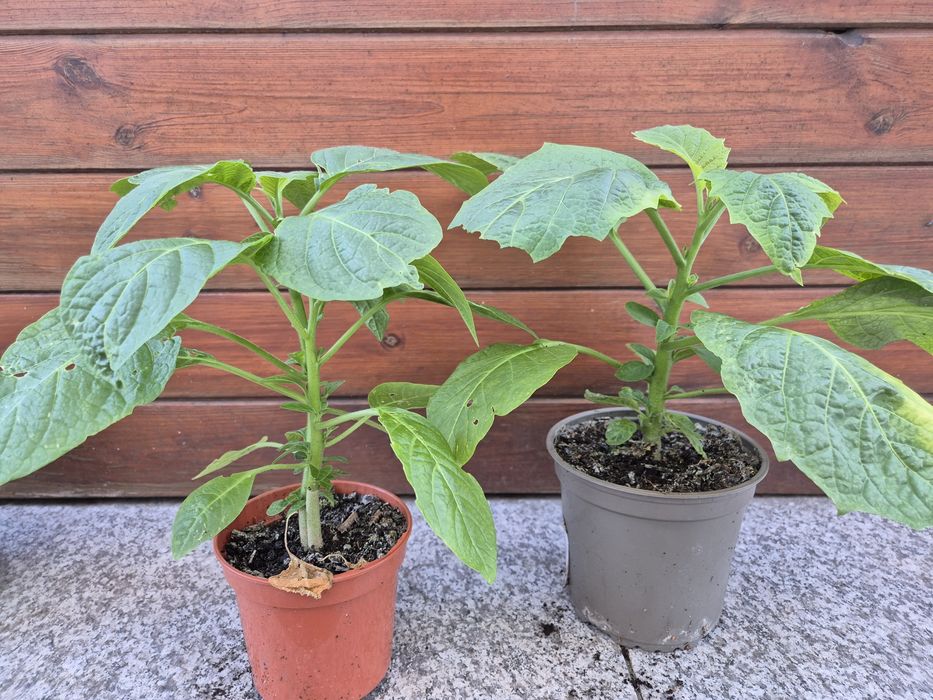Datura kolor różowy