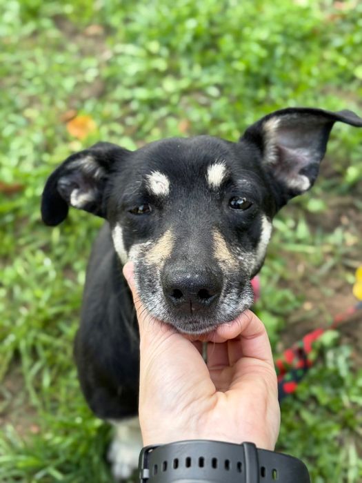 Fuks- 8kg piesek do adopcji