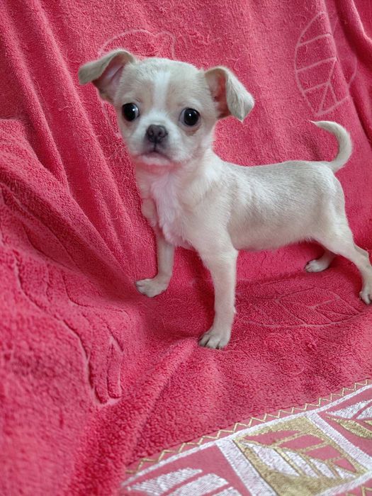 Стандарт чихуахуа. Хлопчик. Красунчик Коббі типу. Бебі фейс. Вік 3,5мі