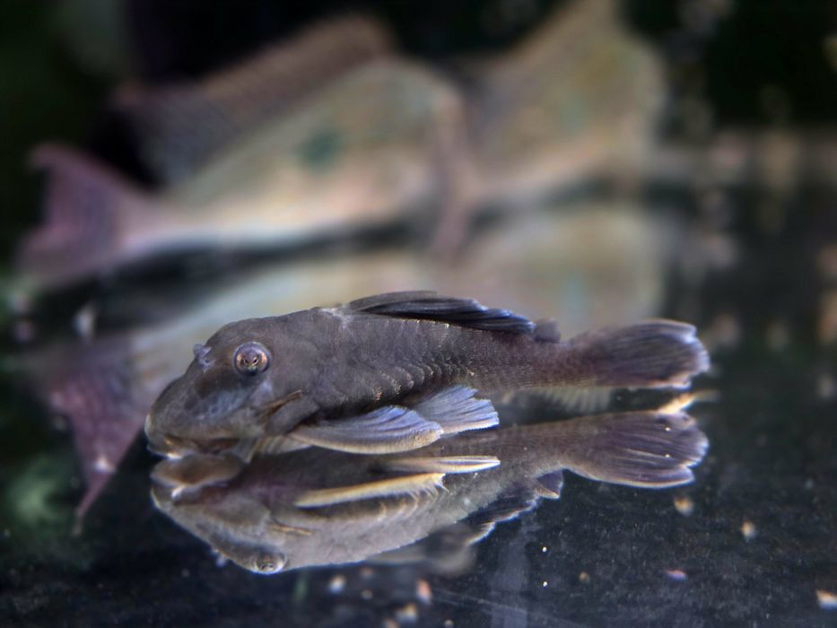 Zbrojnik L239 Baryancistrus beggini/ pleco (glonojad)
