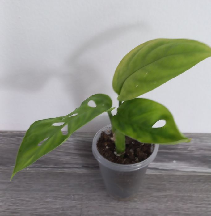 Монстера Esqueleto