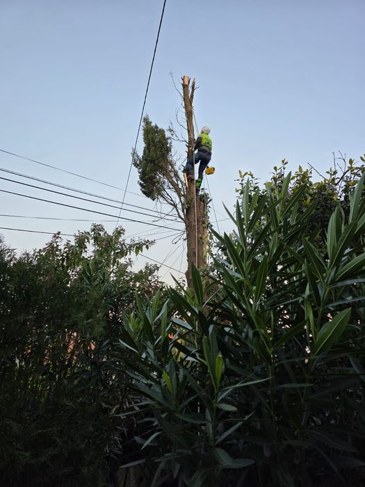 Poda de Árvore e limpeza de terrenos