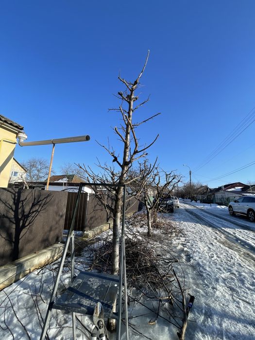 Професійна обрізка плодових дерев