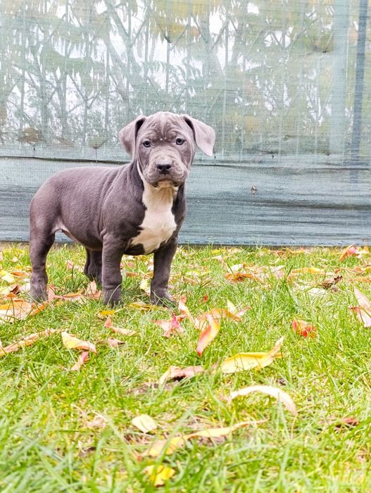 Suczka Amstaff szuka domu