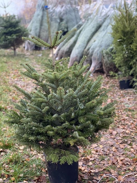 Choinki z dostawa poznan i okolice detal,hurt