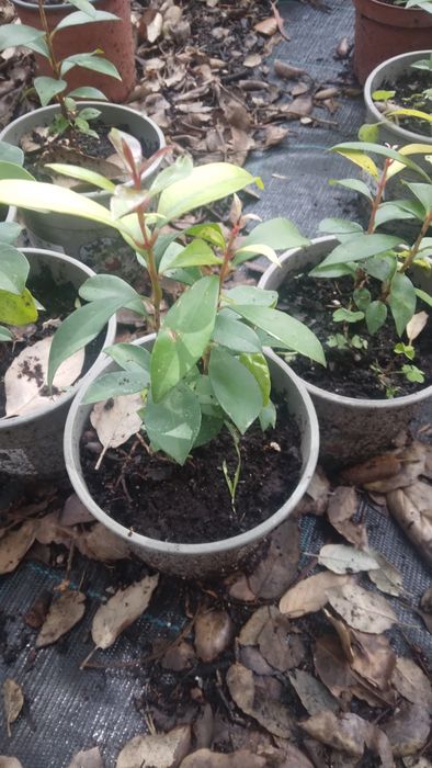 Eugenias  10 cm vaso