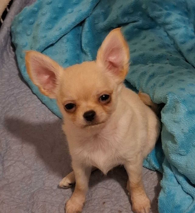 Chihuahua mini szczenieta
