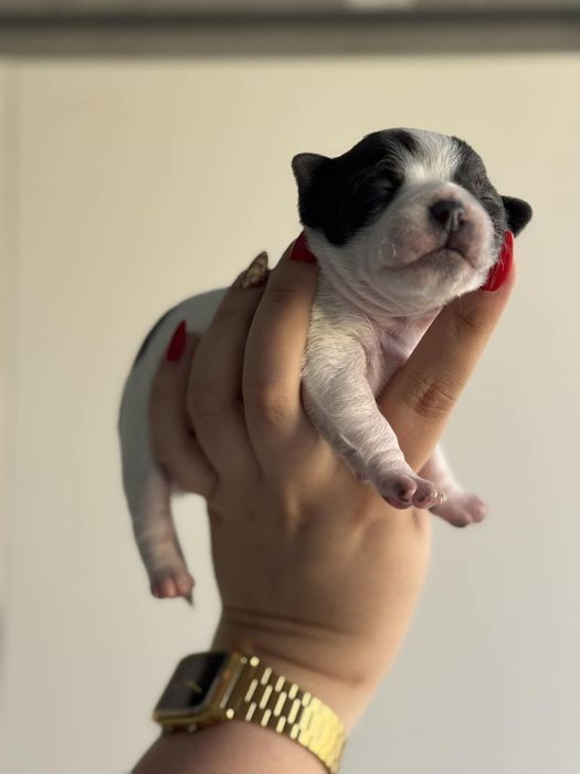 Rezerwacja szczeniąt chihuahua