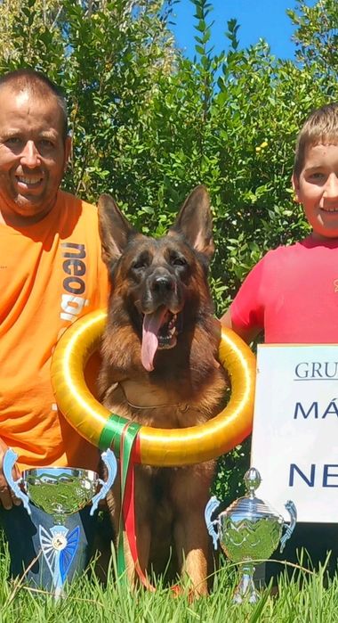 Macho para cruzar Pastor alemão de qualiade reconhecido pelo Alemanha