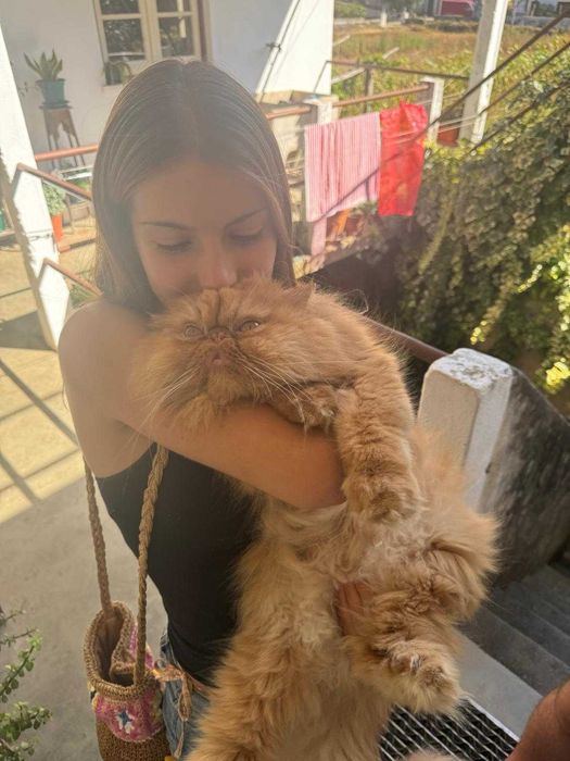 Petsitting e Dogwalking