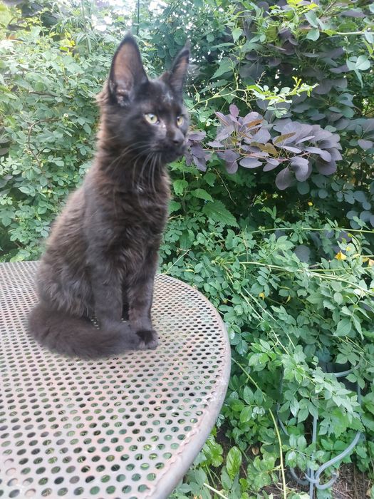 3miesieczny kocurek czarny, MAINE COON