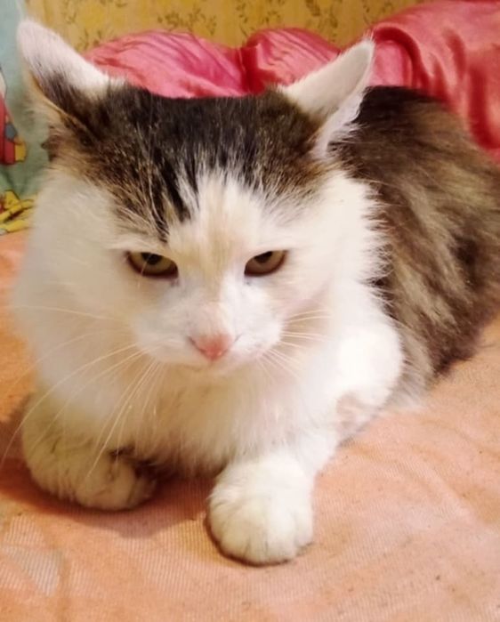 Кастрированный Пуш 1,5 г с ЗБД