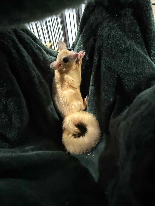 Klatka gratis + 2 białe Lotopałanki,  lotopałanka , sugar glider.