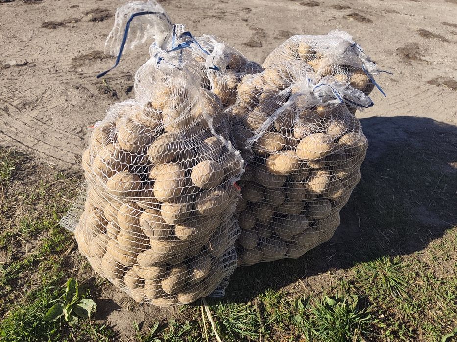 Ziemniaki Sadzeniaki