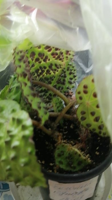 Продам  декоративно-лиственные бегонии.