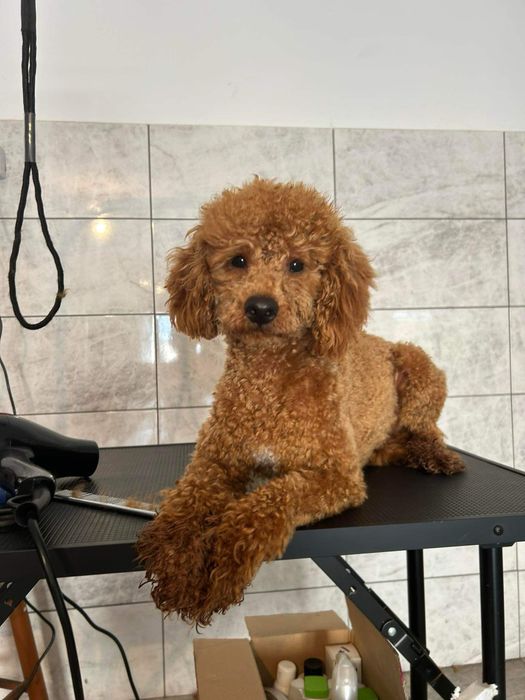 Cavapoo f1b suczka