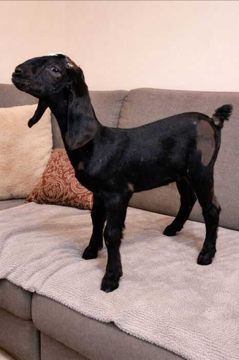 Красуня шукає родину майже два місяці..батьки з документами молочні лі