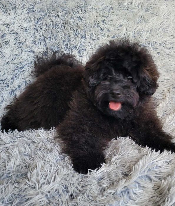 Teddy неймовірно імпозантний плюшка ПомаПу (PomaPoo) зі столиці