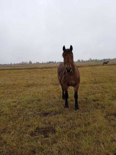 Продам кобилу завеликих коней два роки