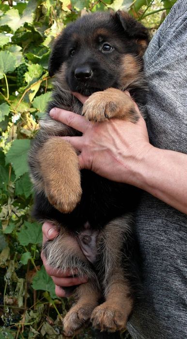 Хлопчик вівчарки чепрак