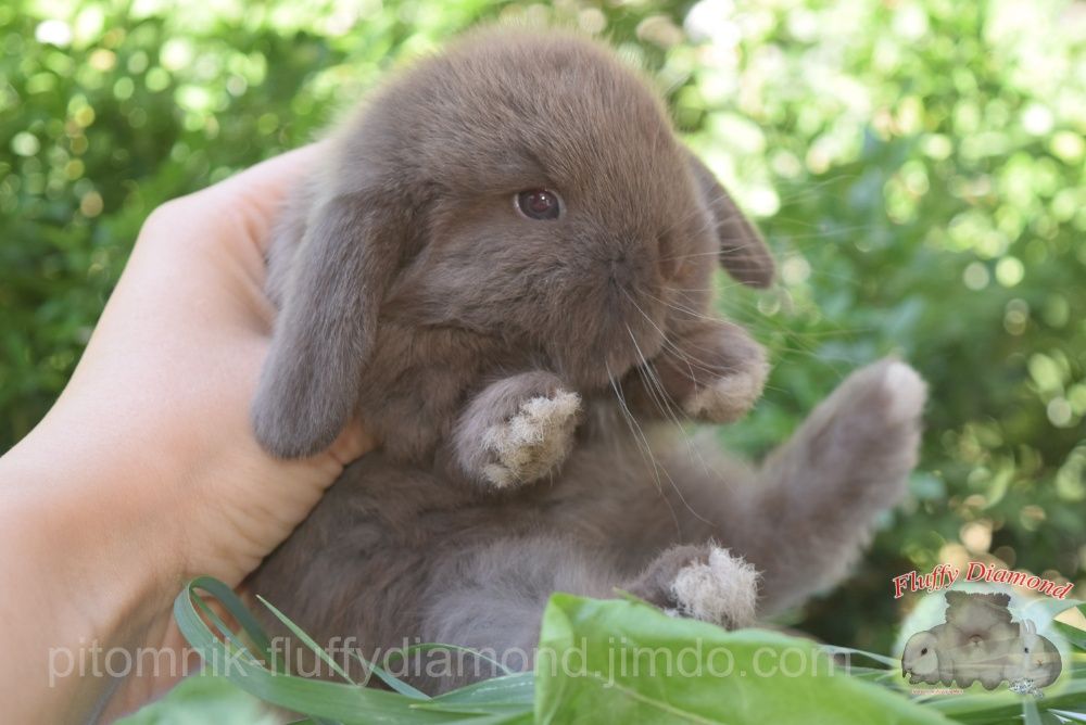 Карликовые вислоухие крольчата NHD. Кролик из питомника.