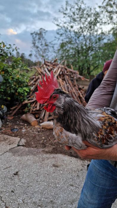Galos de raça excelente qualidade- Pedrês Portuguesa, Olive Egger, Cream Legbar, Leghorn