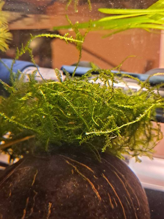 Mech do akwarium schronienie dla krewetki i narybek