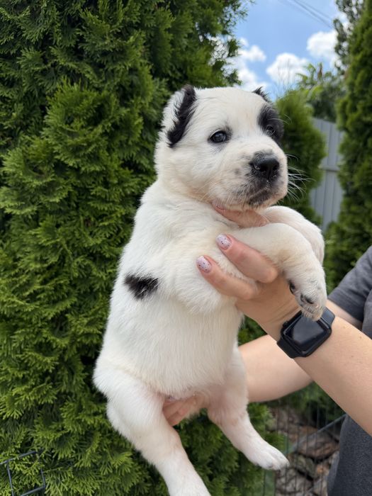 Продам цуценят САО(Алабай)