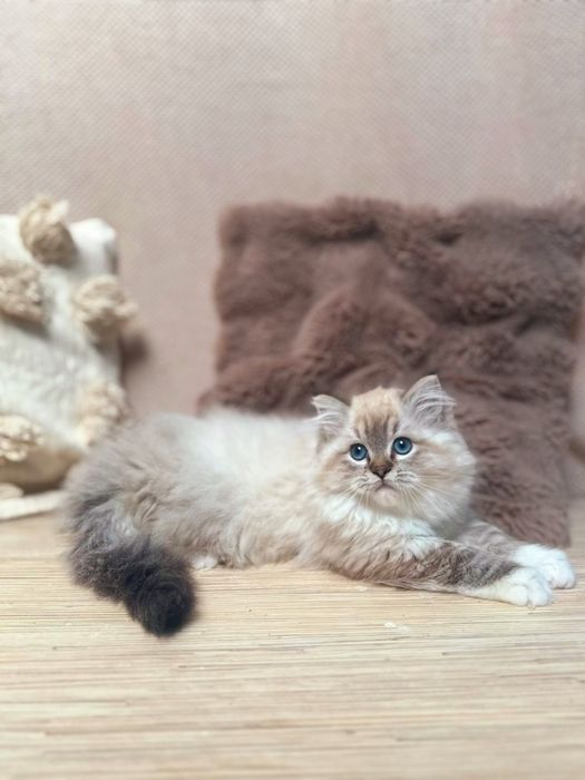 Kocurek Ragdoll Hades n 04 21