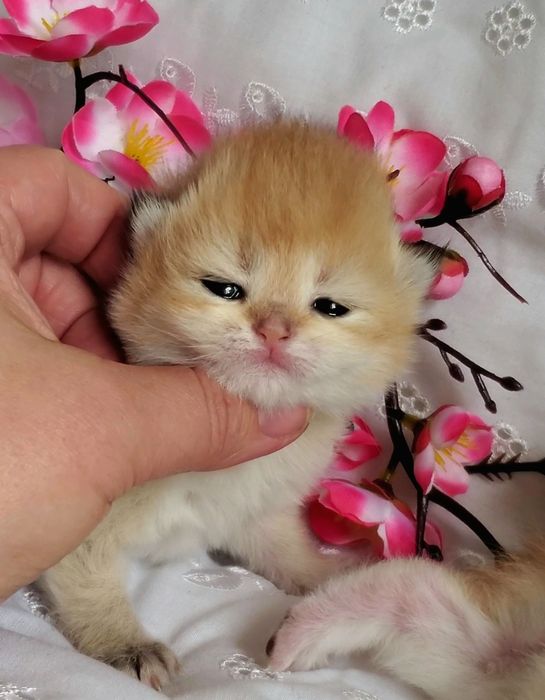 MILASHKI_KITTENS - котики, которые покоряют сердца). Золотая шиншилла.