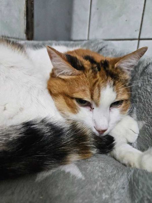 Atena dojrzała trikolorka, wyrwana z piekła szuka pilnie domu