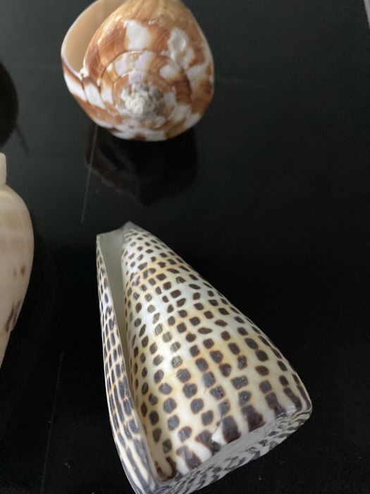 Ракушки для аквариума.