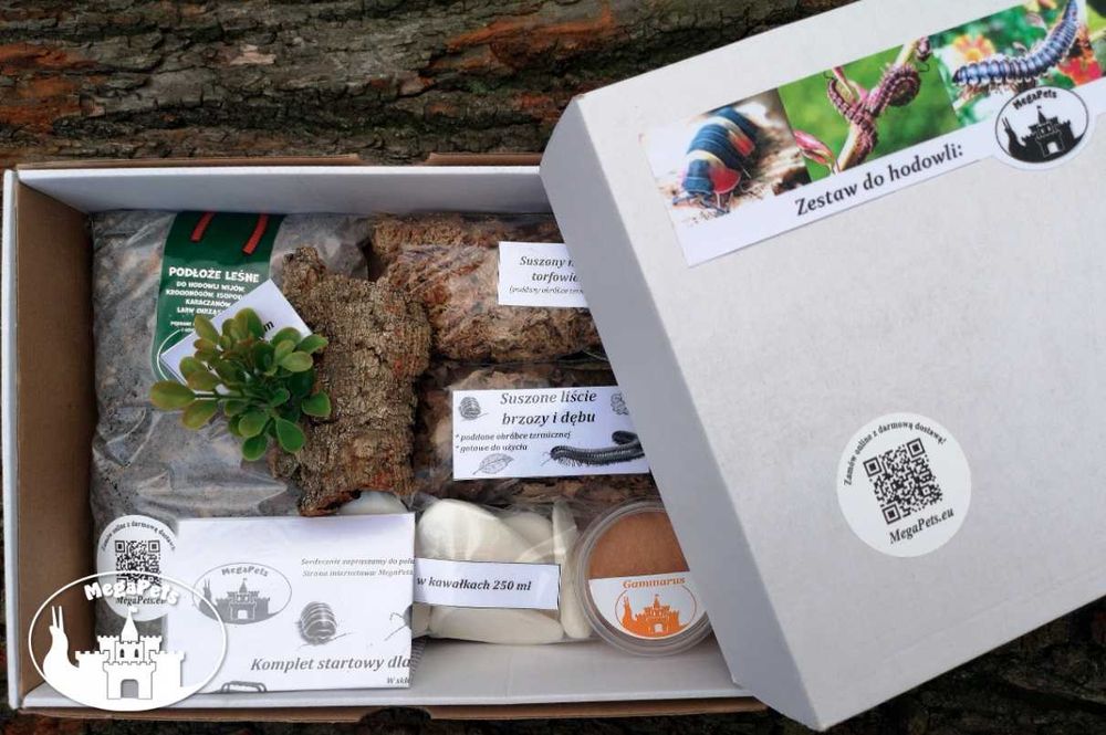 Zestaw do hodowli + Faunabox wije isopody kulanki