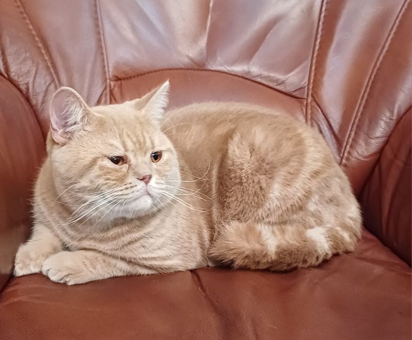 Kocurek brytyjski rudy pręgowany