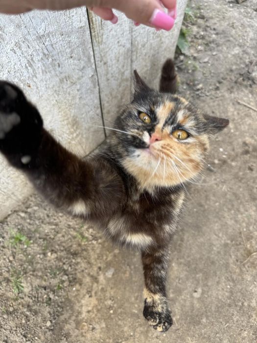 Киця шукає люблячу родину